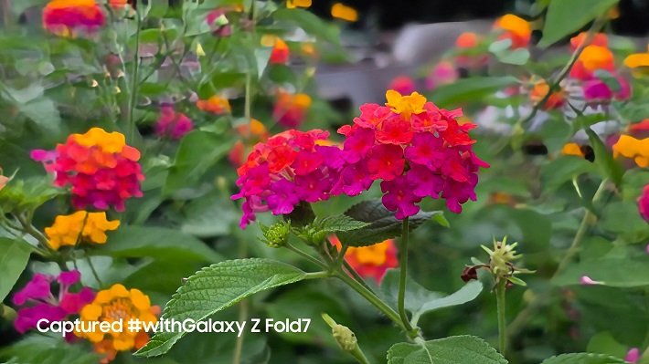 Hasil foto kamera Galaxy Z Fold7 